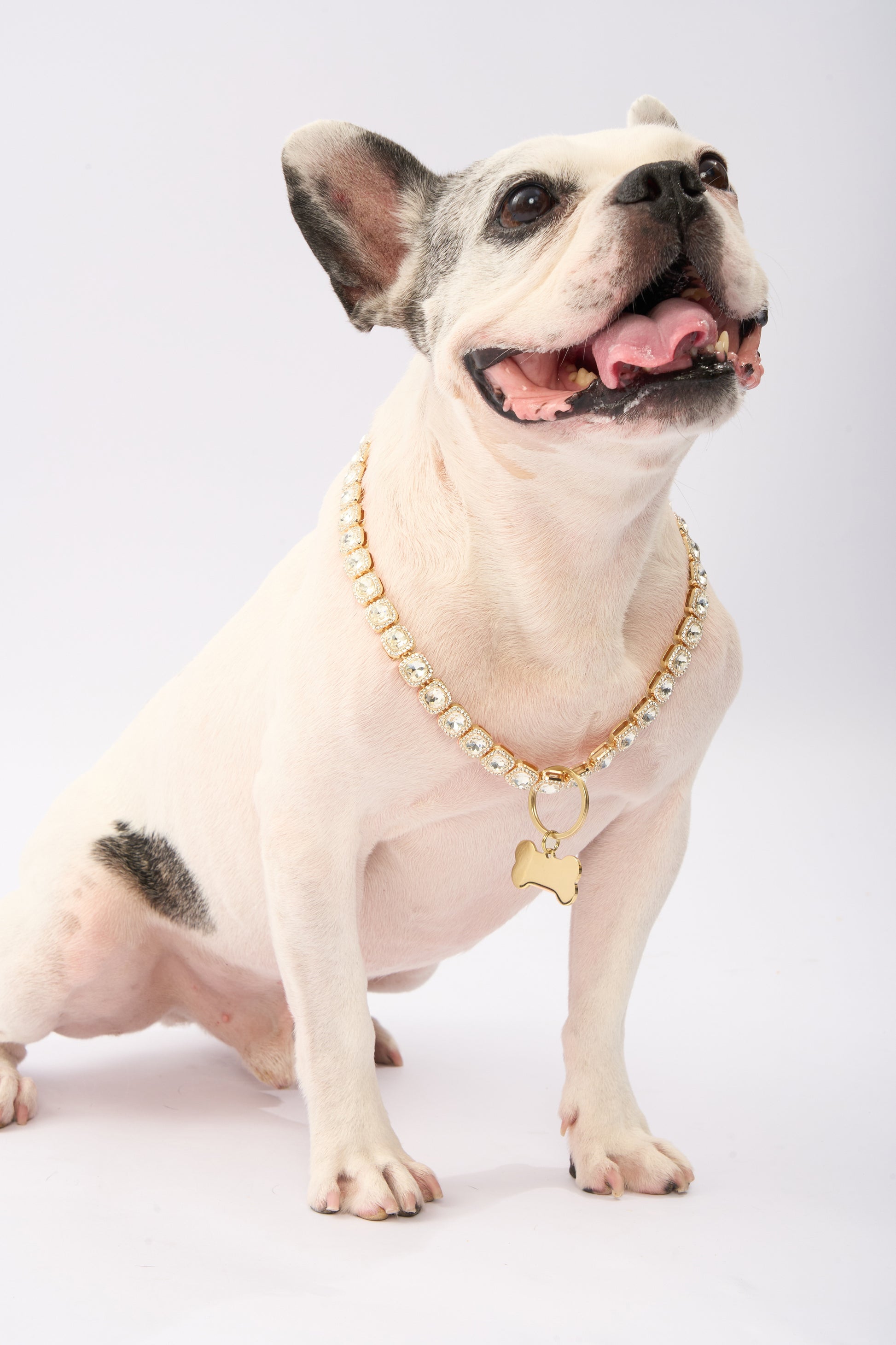 Rhinestone Pet Necklace | Gold Plated Chain