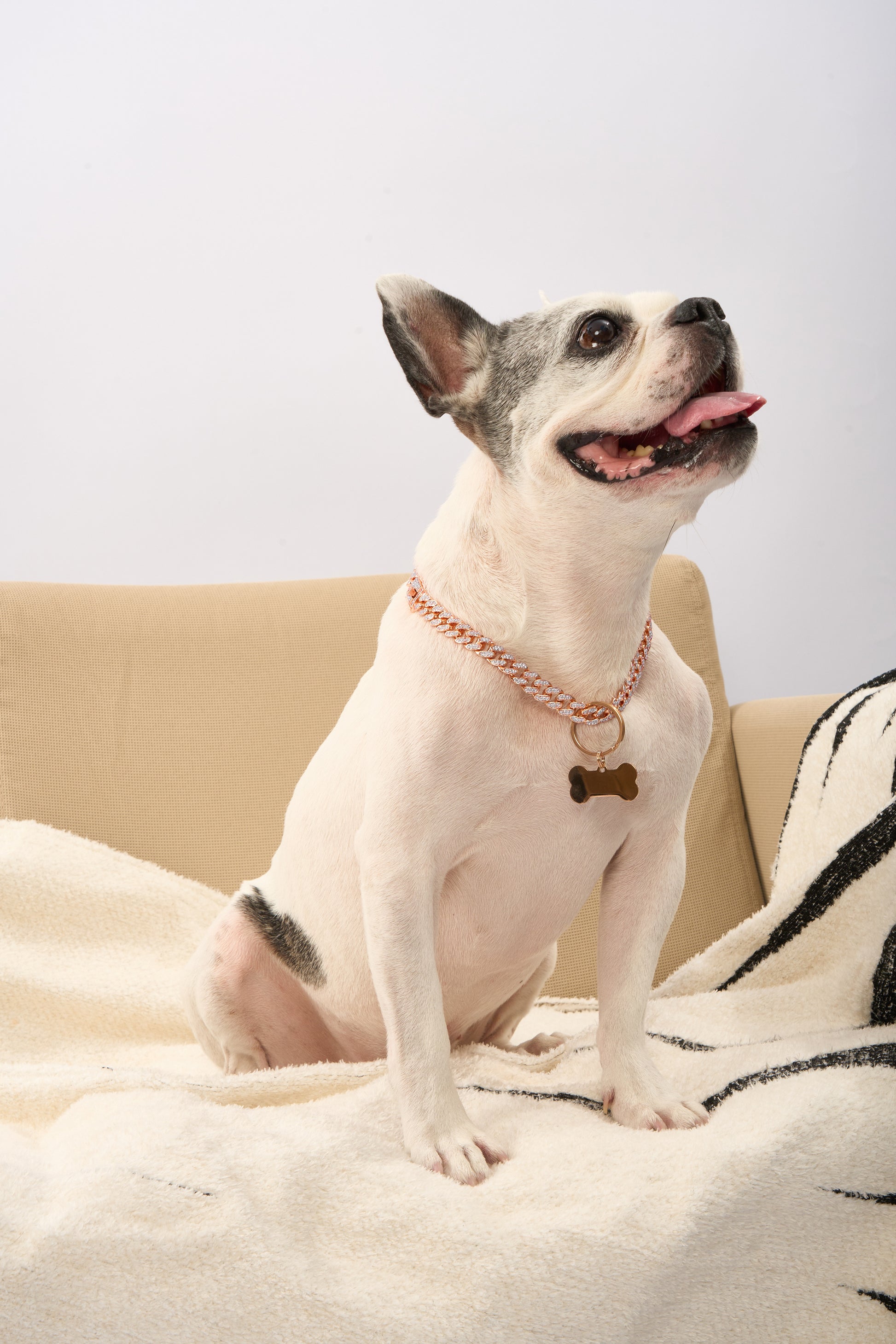 Rhinestone Pet Cuba Chain | Gold Plated Chain
