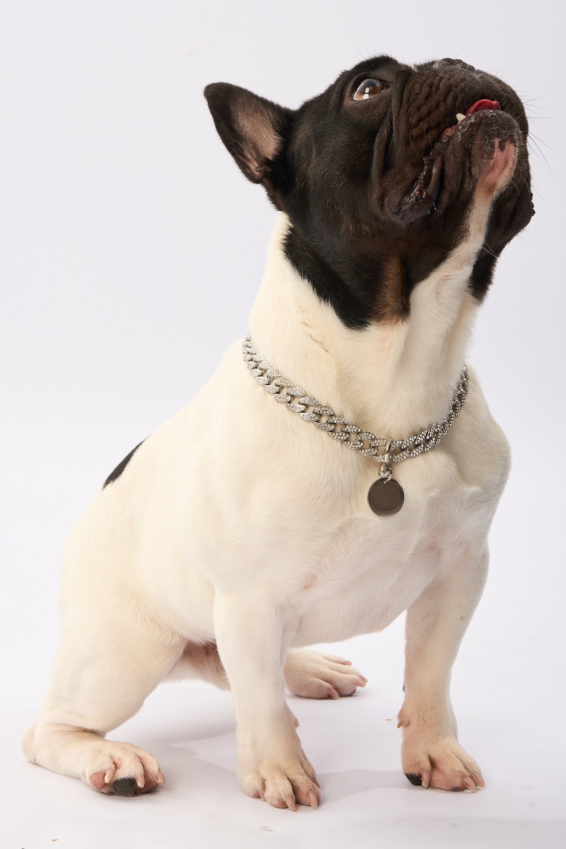 Rhinestone Pet Big Cuban Chain | Gold Plated Chain