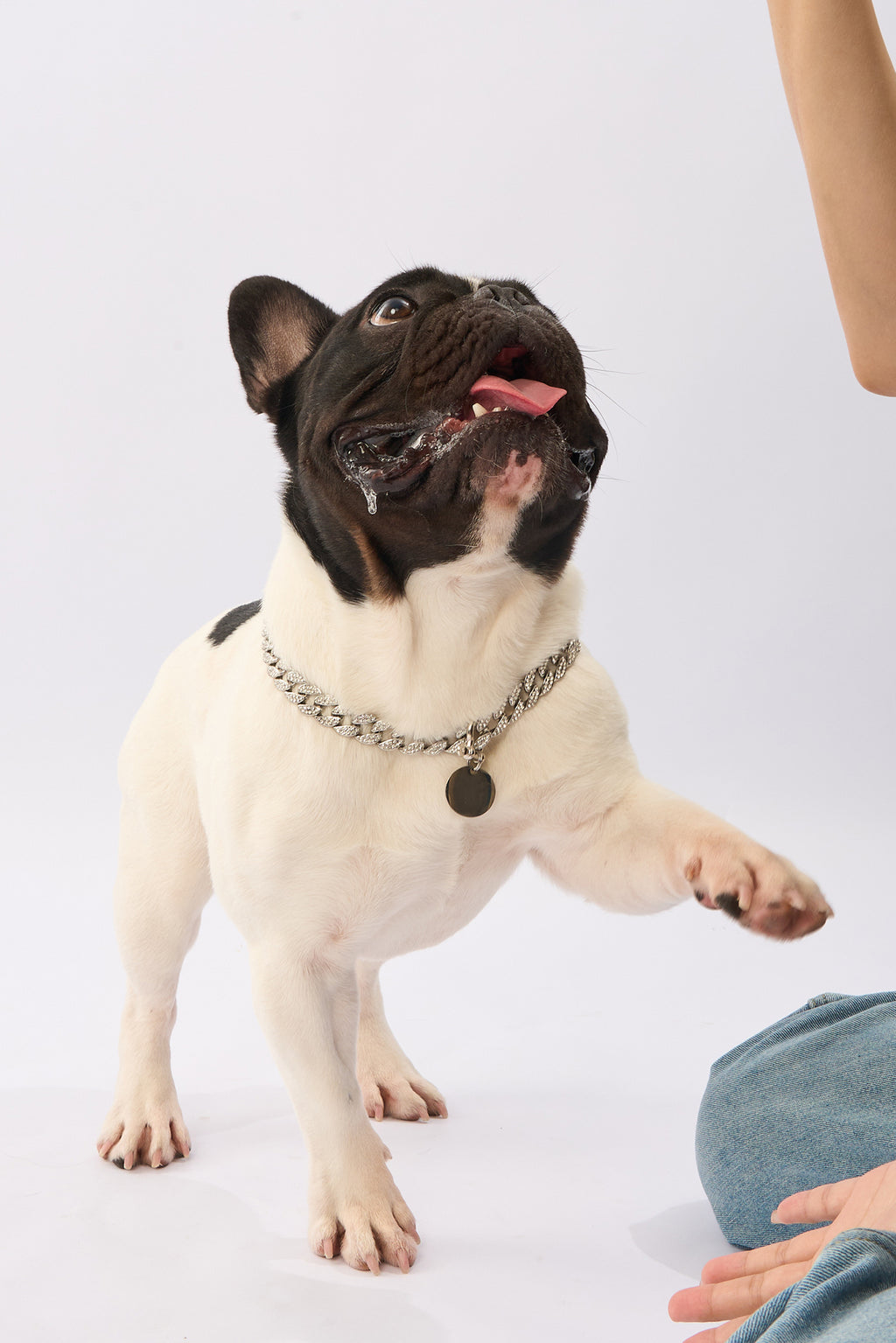 Jiliwa™ Rhinestone Pet Big Cuban Chain | Gold Plated Chain