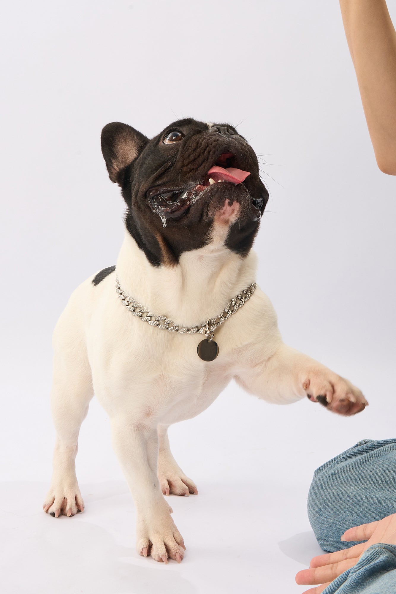 Rhinestone Pet Big Cuban Chain | Gold Plated Chain