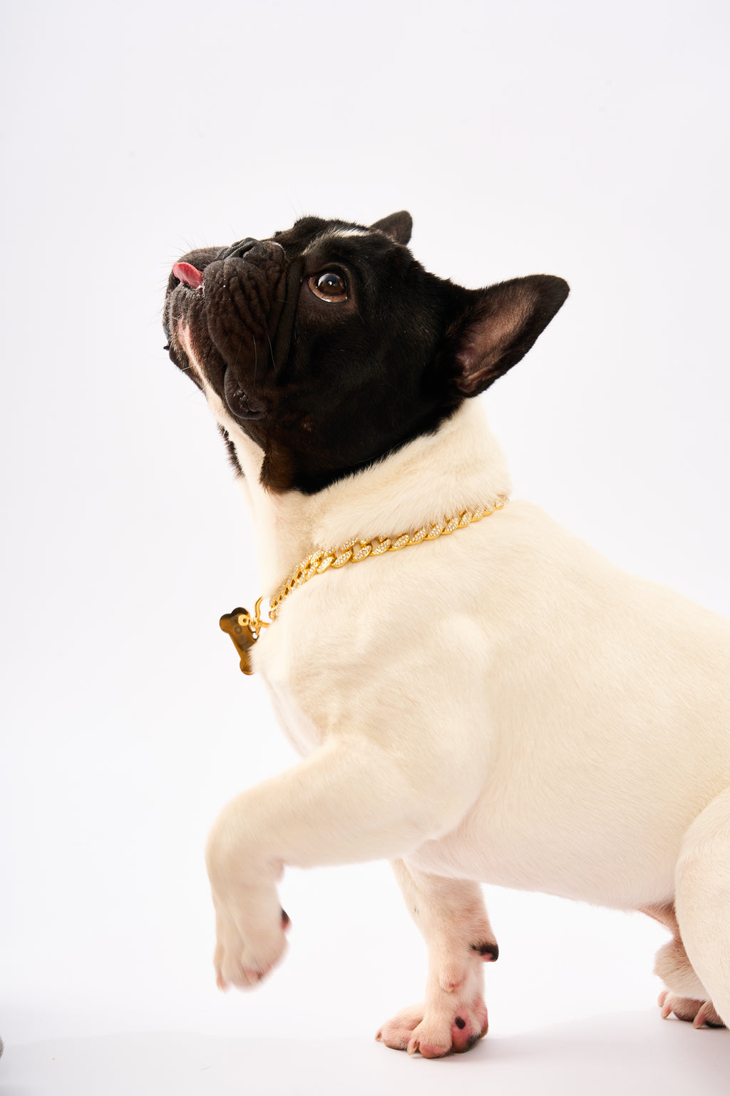 Jiliwa™ Rhinestone Pet Big Cuban Chain | Gold Plated Chain