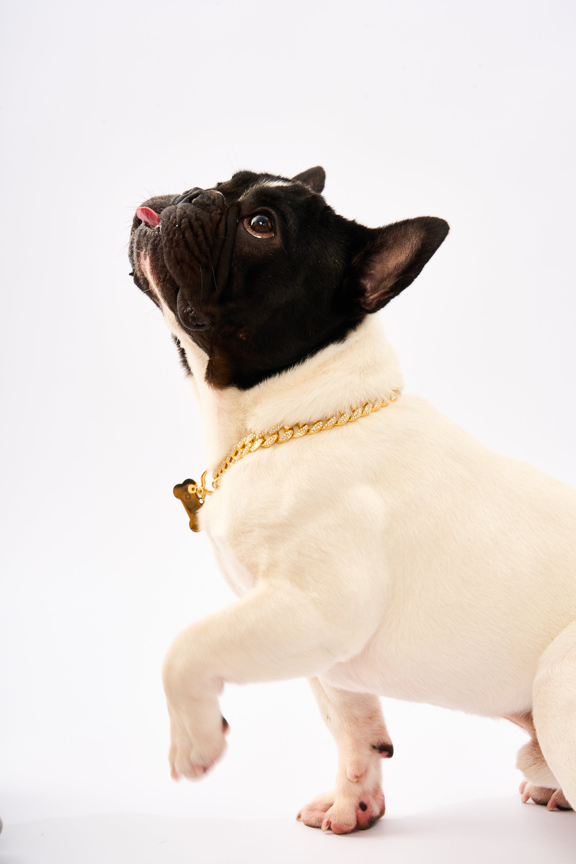 Rhinestone Pet Big Cuban Chain | Gold Plated Chain