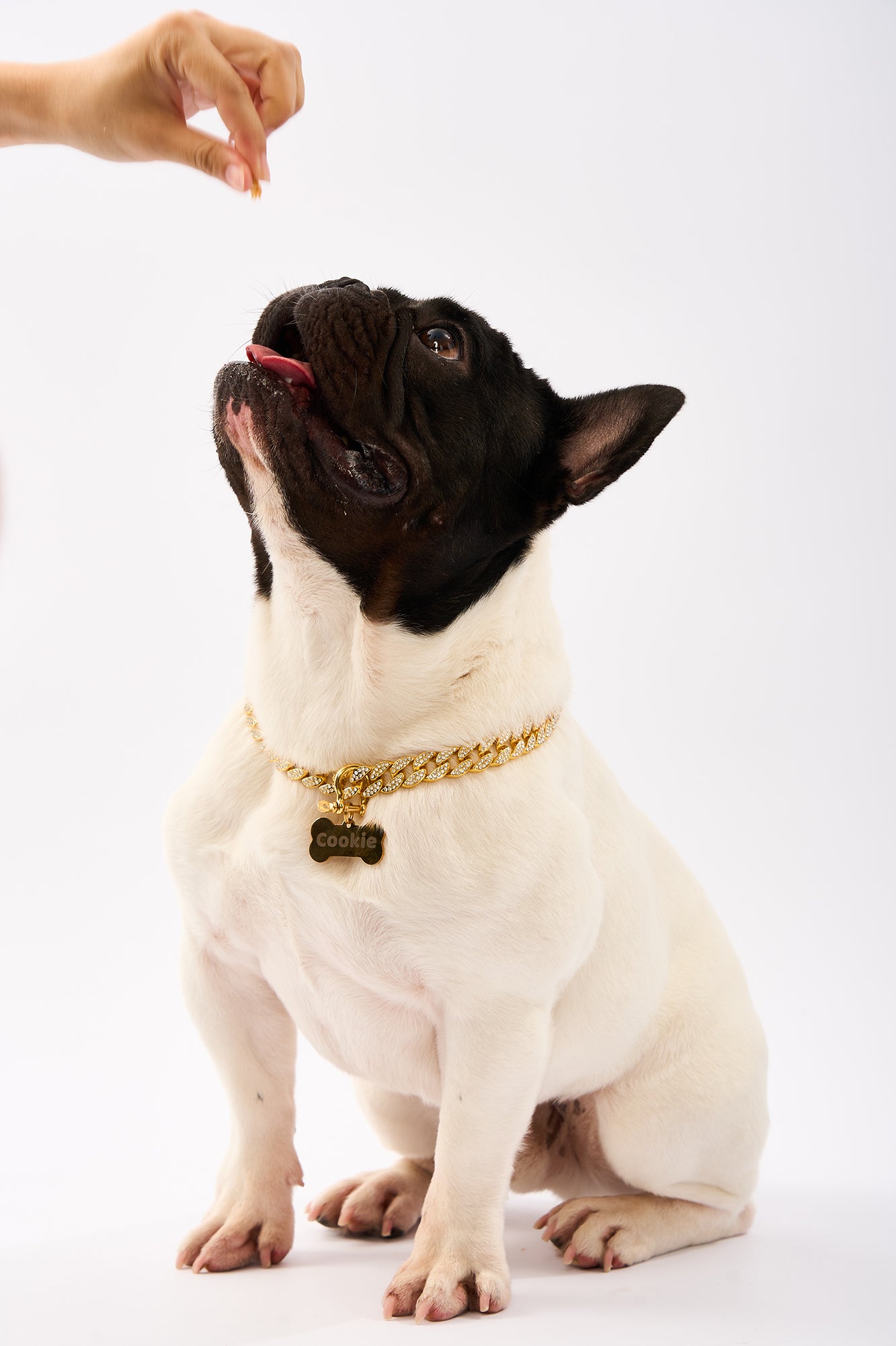 Rhinestone Pet Big Cuban Chain | Gold Plated Chain