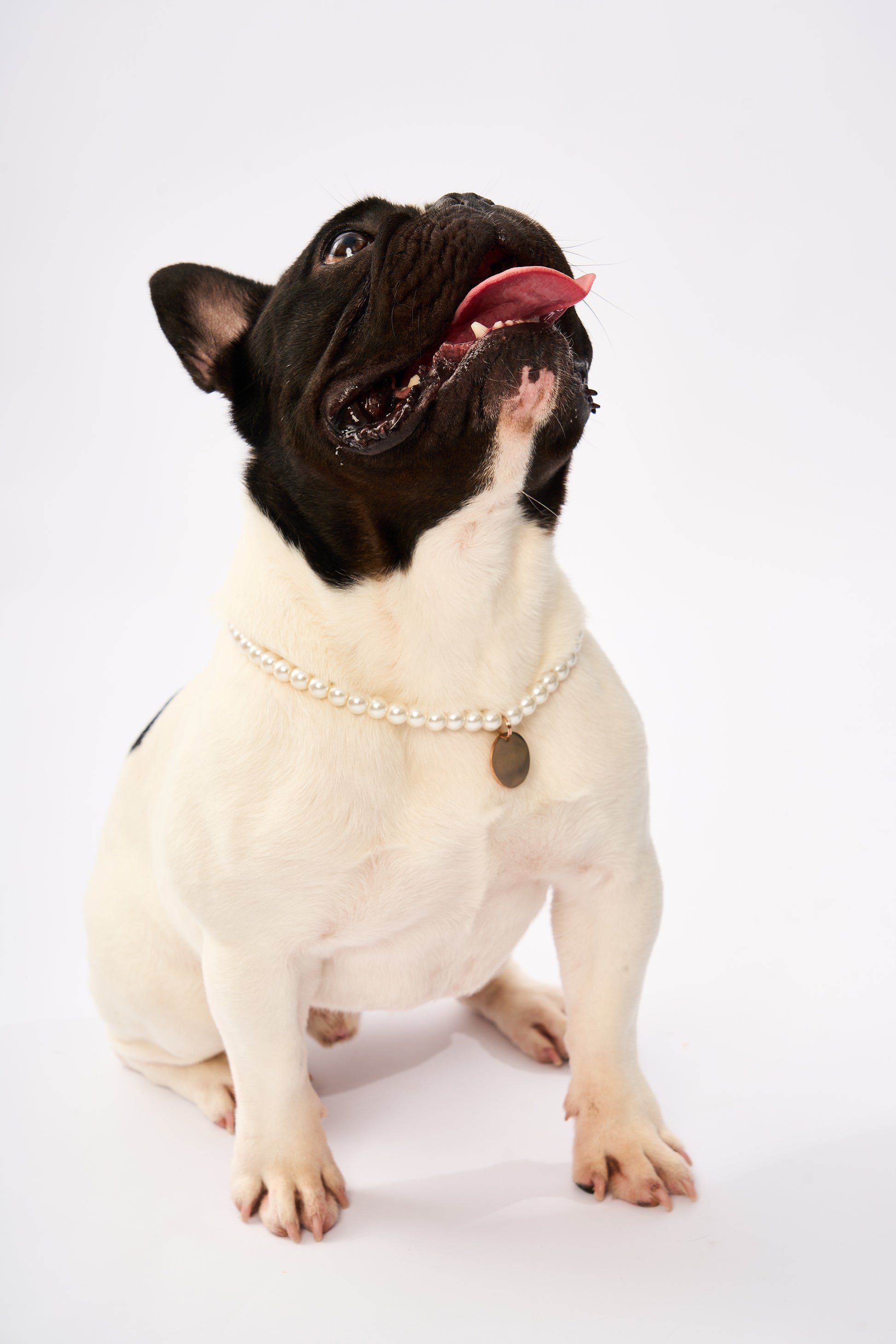 Pearl Pet Necklace | Gold Plated Chain