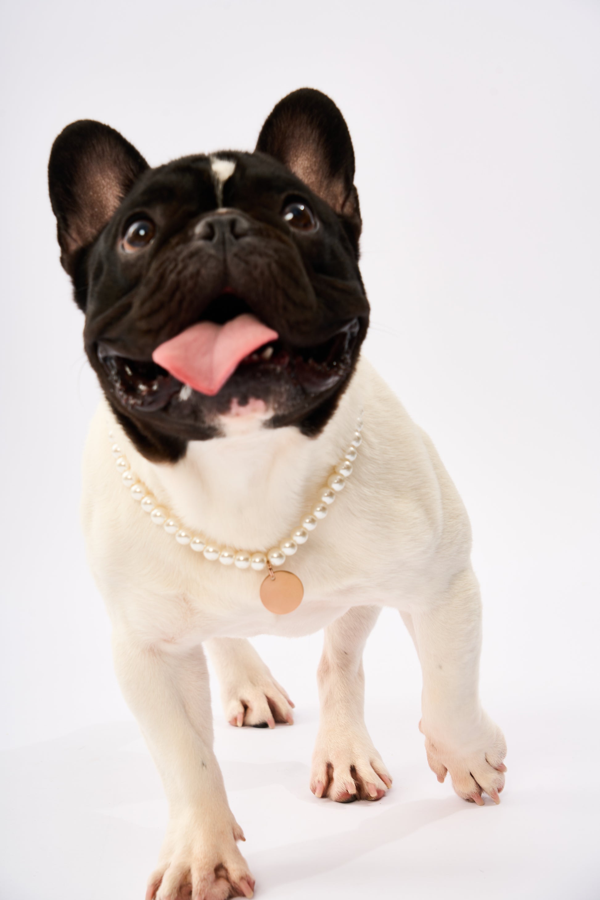 Pearl Pet Necklace | Gold Plated Chain