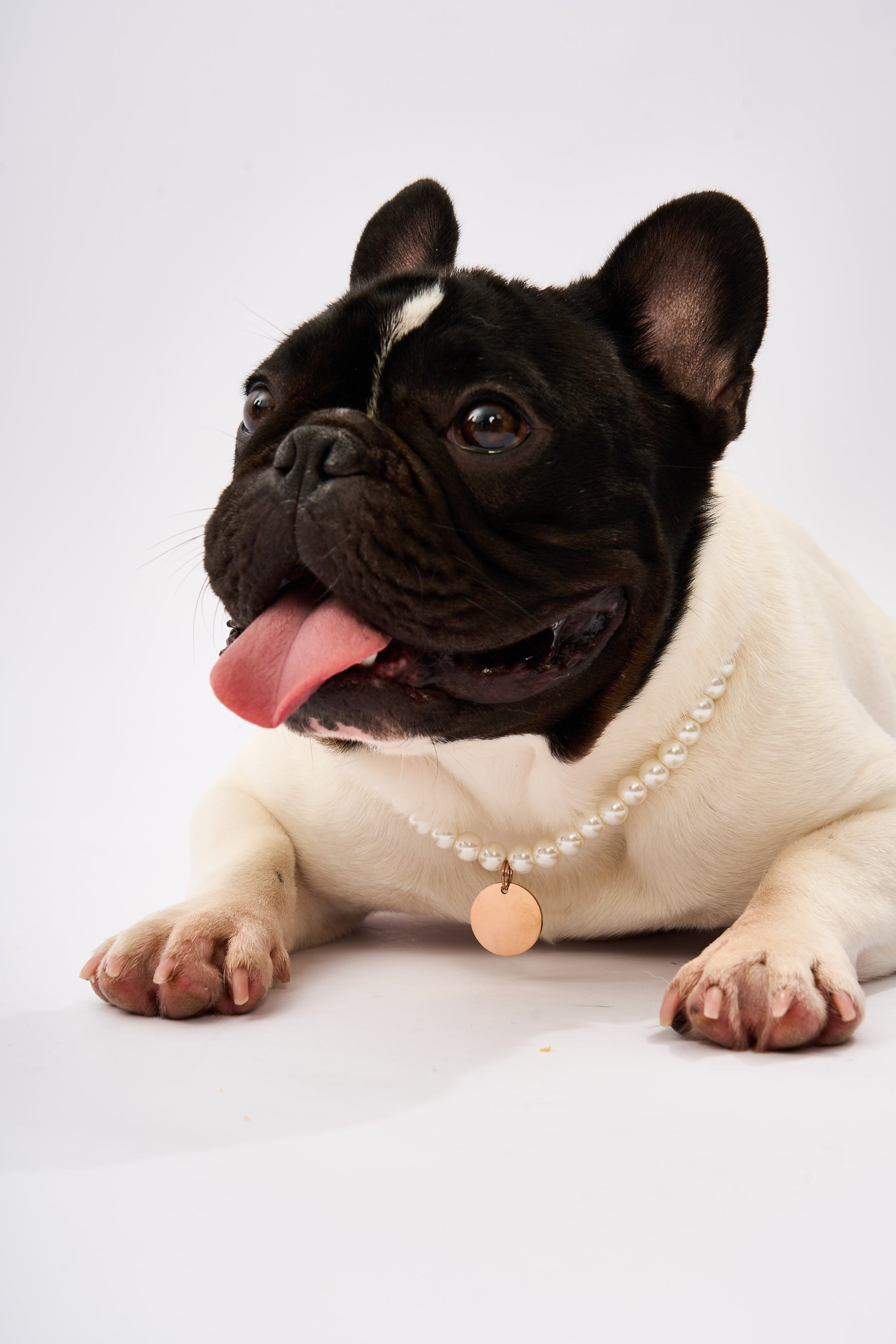 Pearl Pet Necklace | Gold Plated Chain