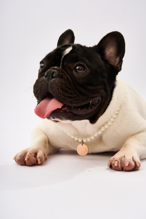 Pearl Pet Necklace | Gold Plated Chain