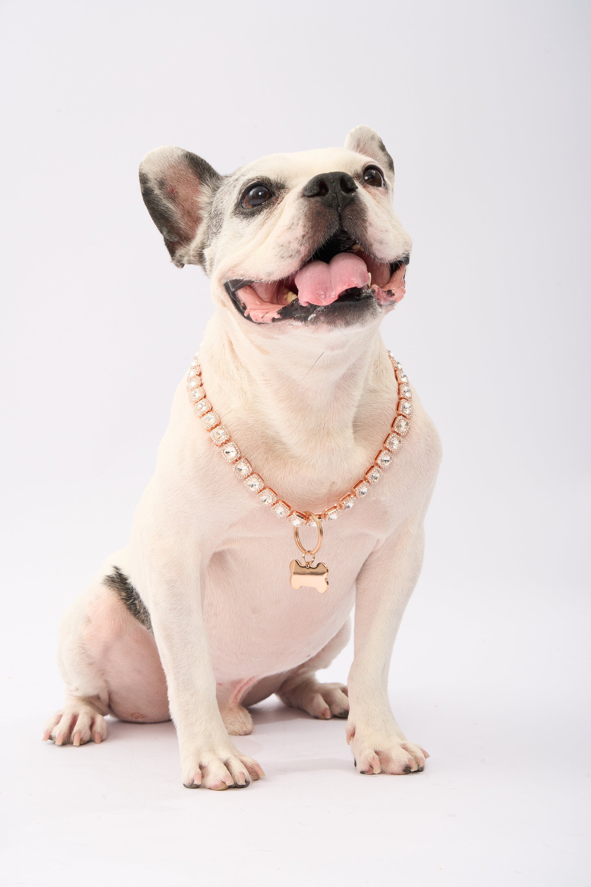 Rhinestone Pet Necklace | Gold Plated Chain