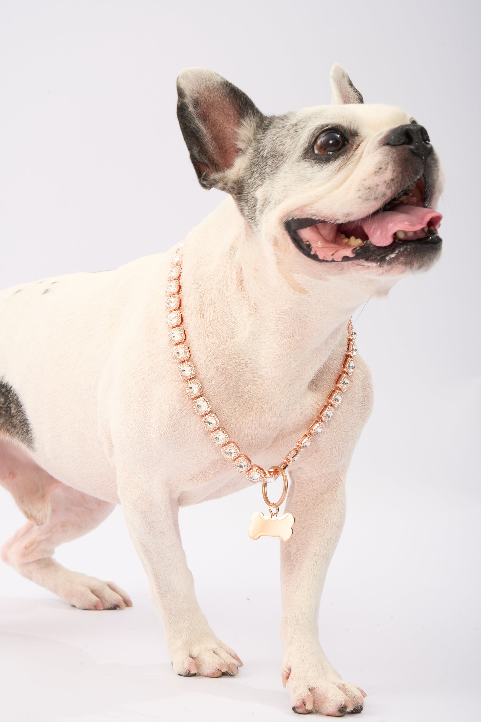 Rhinestone Pet Necklace | Gold Plated Chain