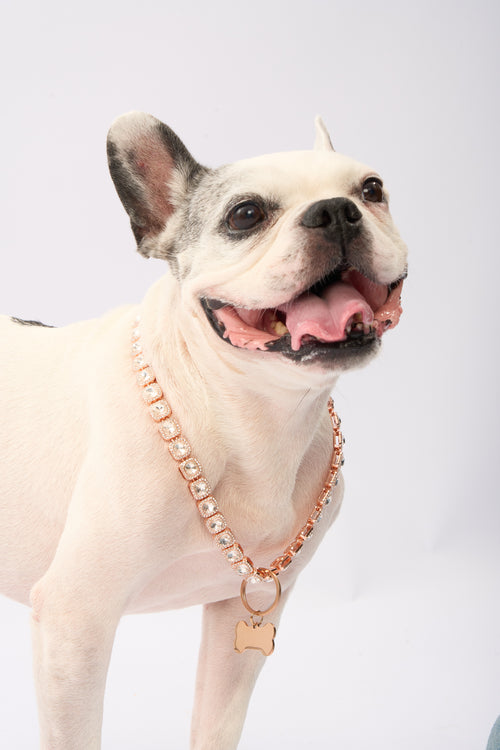 Rhinestone Pet Necklace | Gold Plated Chain