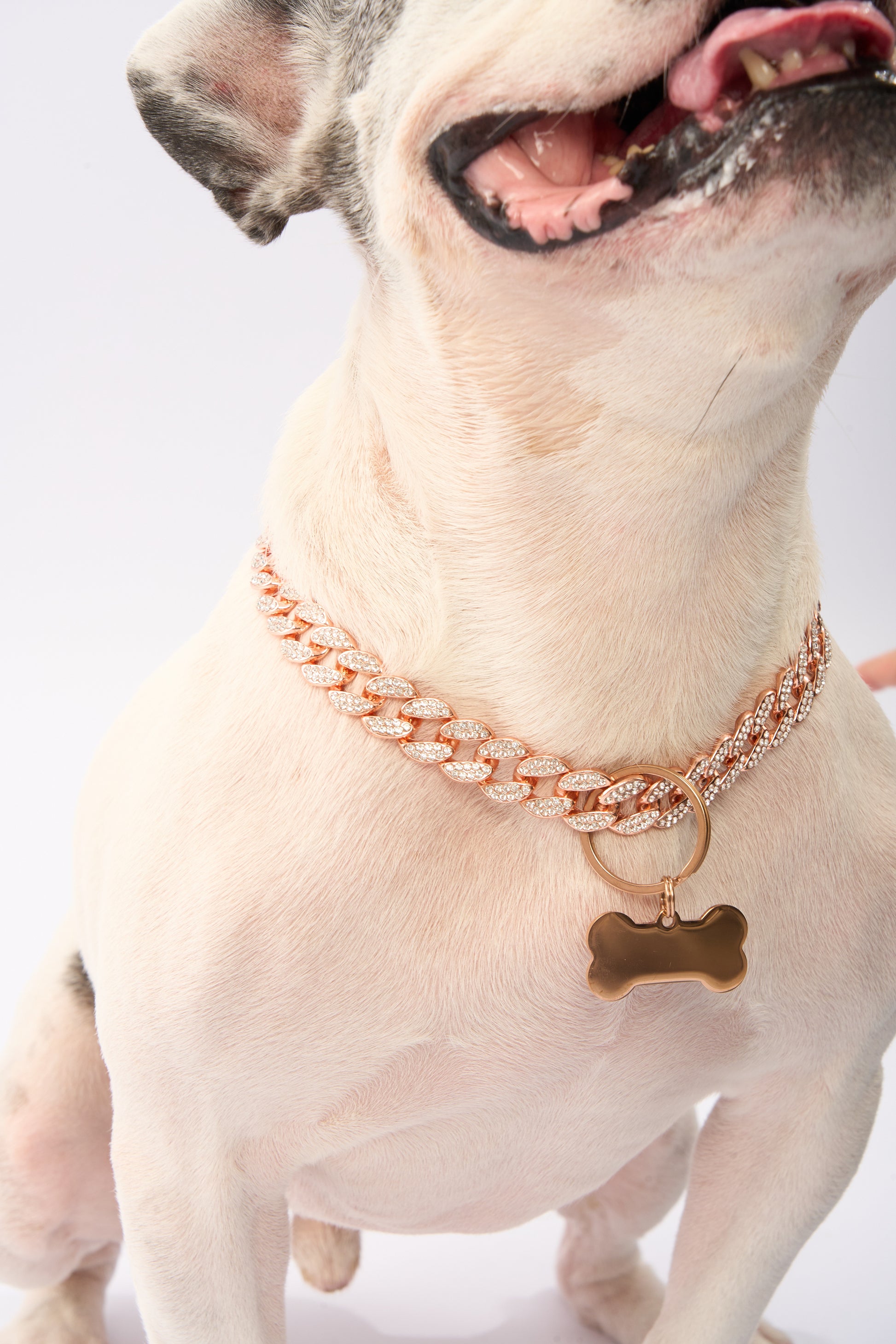 Rhinestone Pet Big Cuban Chain | Gold Plated Chain
