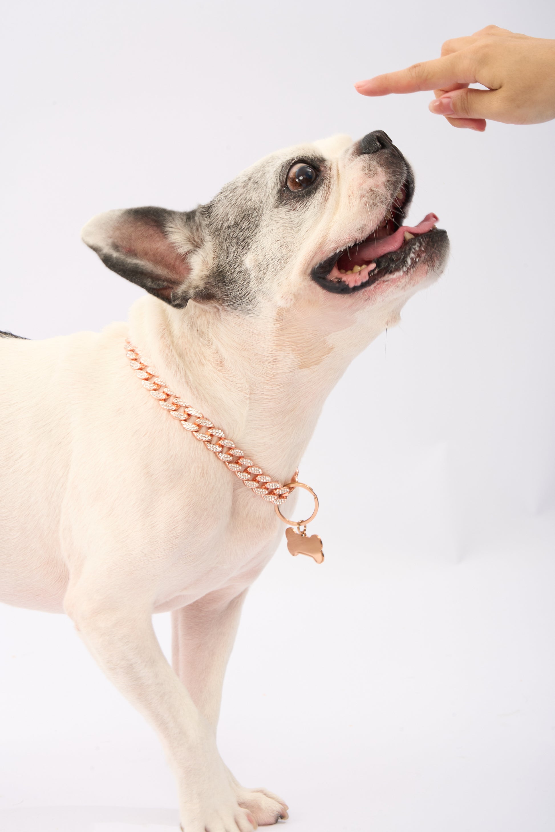 Rhinestone Pet Big Cuban Chain | Gold Plated Chain