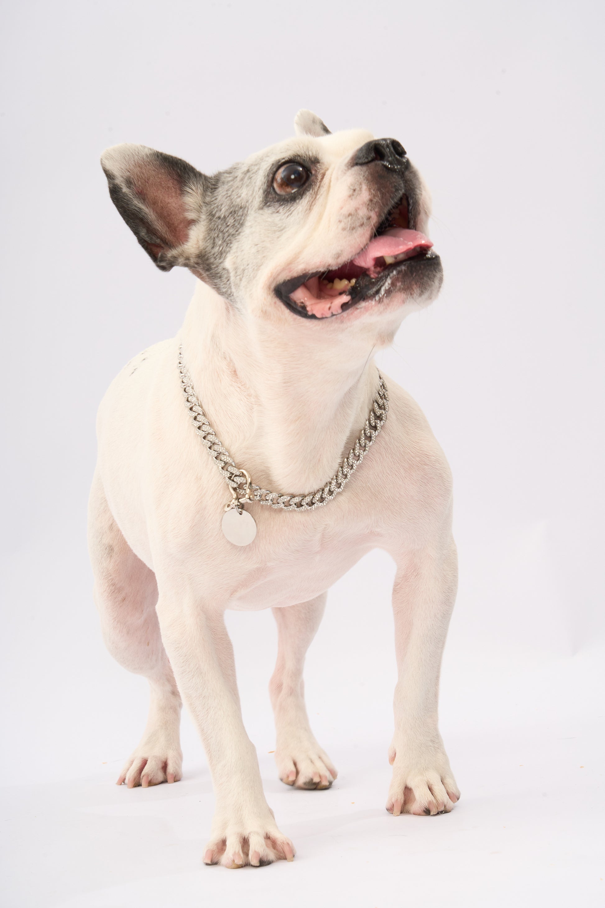 Rhinestone Pet Cuba Chain | Gold Plated Chain