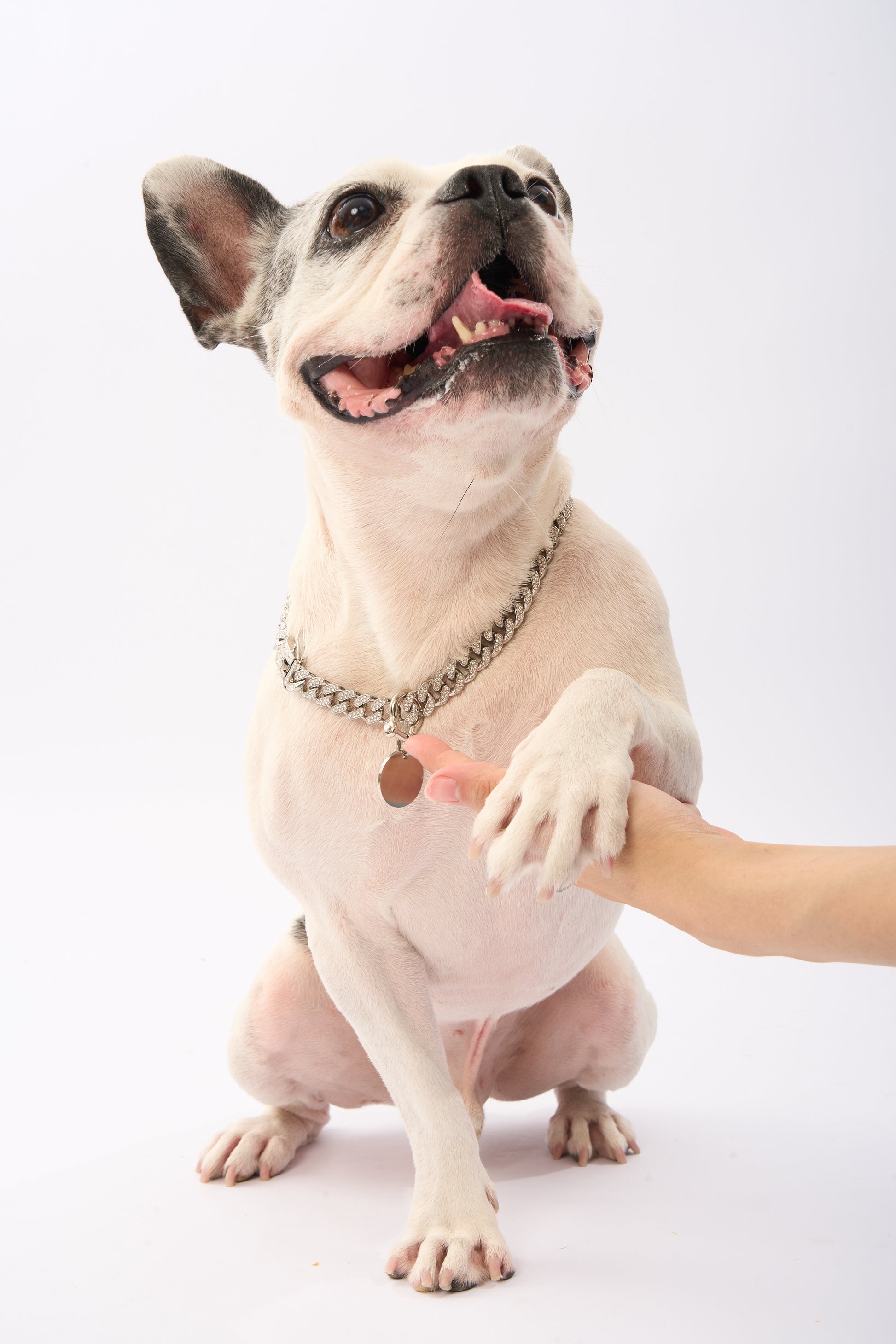 Rhinestone Pet Cuba Chain | Gold Plated Chain