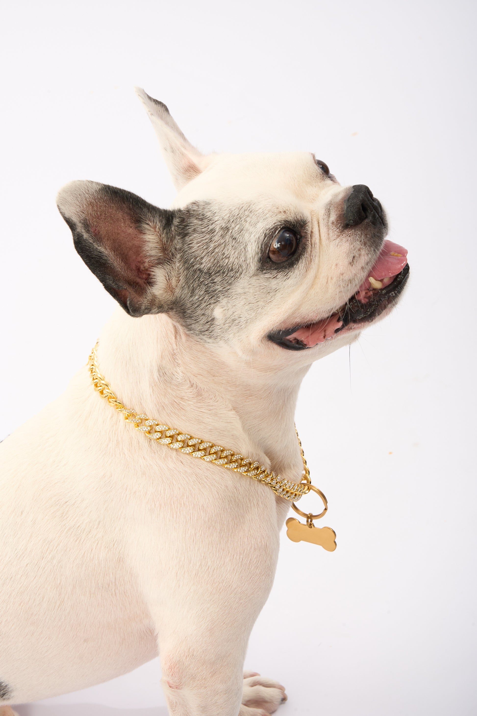 Rhinestone Pet Cuba Chain | Gold Plated Chain