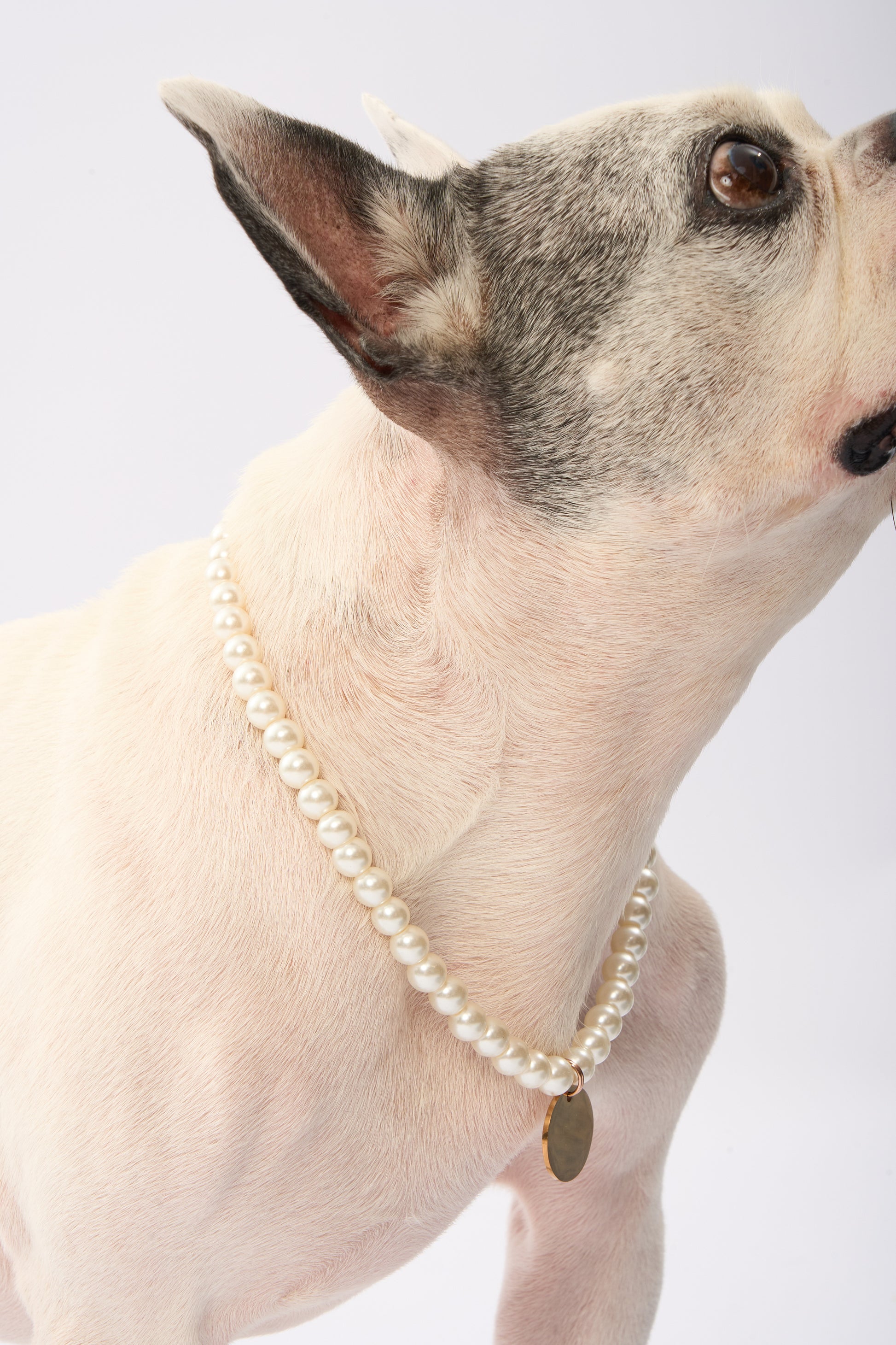 Pearl Pet Necklace | Gold Plated Chain