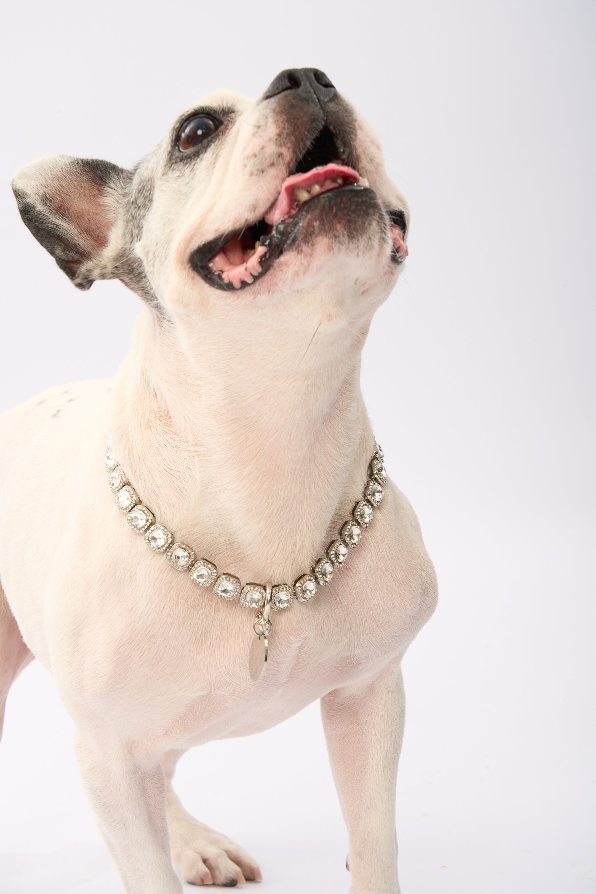 Rhinestone Pet Necklace | Gold Plated Chain