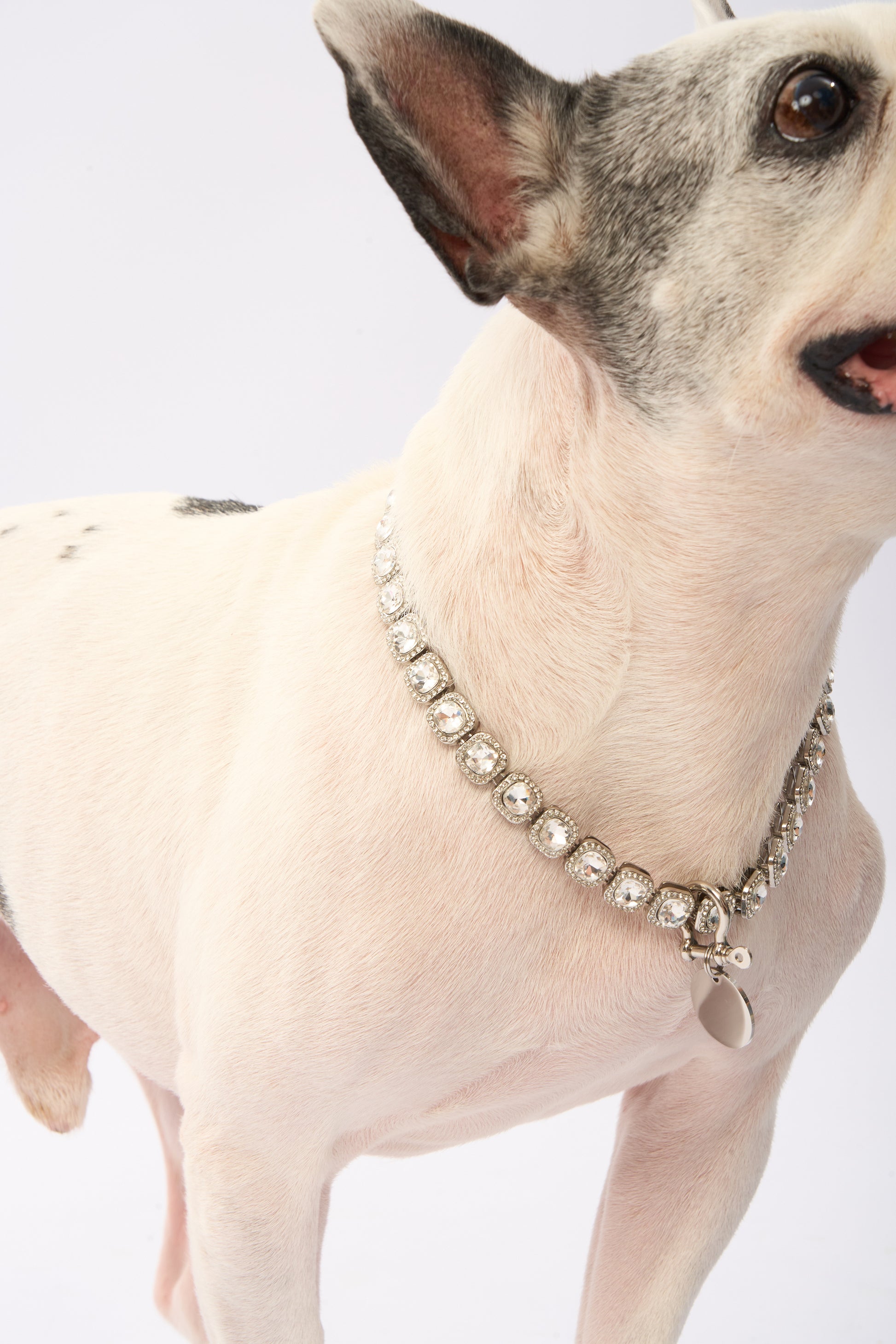 Rhinestone Pet Necklace | Gold Plated Chain